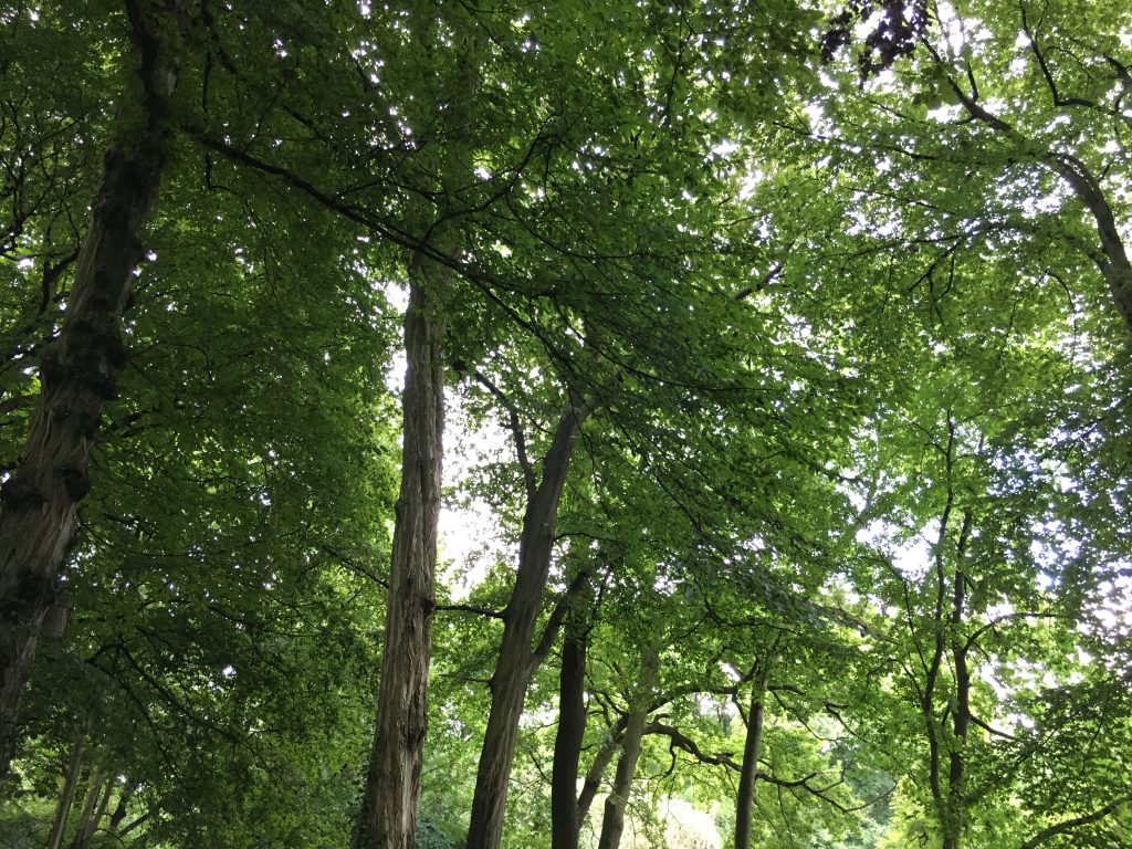 Sommerlicher Laubwald, ideal für shirin yoku