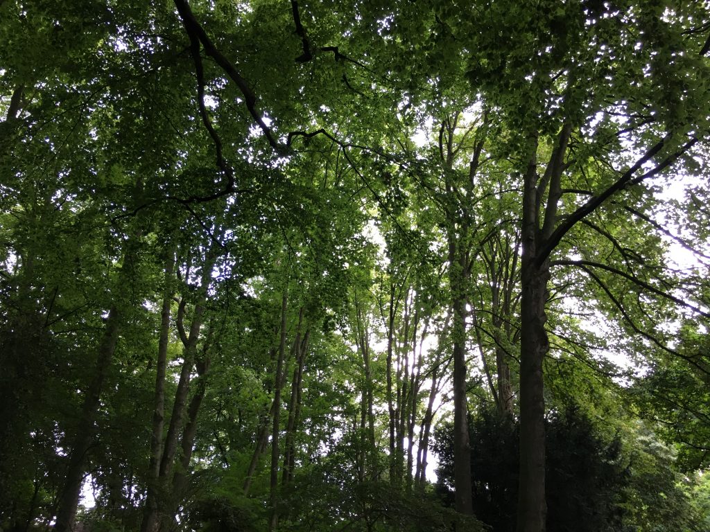Sommerlicher Wald, perfekt für Waldbaden