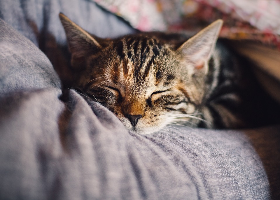 Abbiocco - schlafende, müde Katze