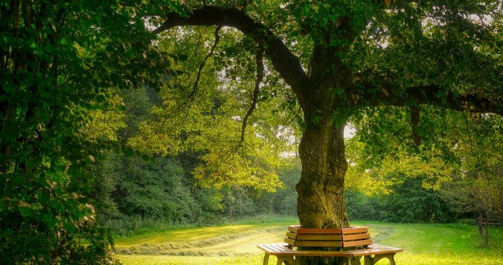 Glück der Stille - illustriert durch Bänke um einen Laubbaum auf einer Sommerwiese