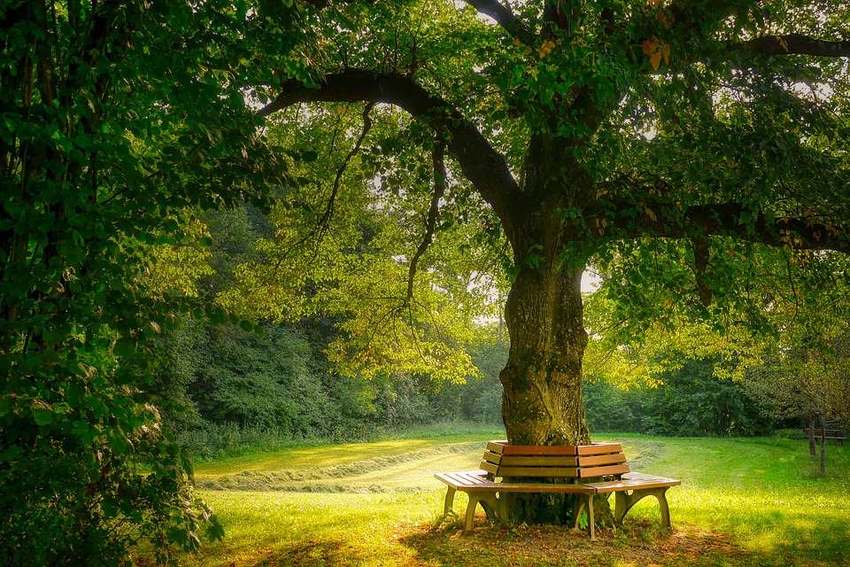 Glück der Stille - illustriert durch Bänke um einen Laubbaum auf einer Sommerwiese