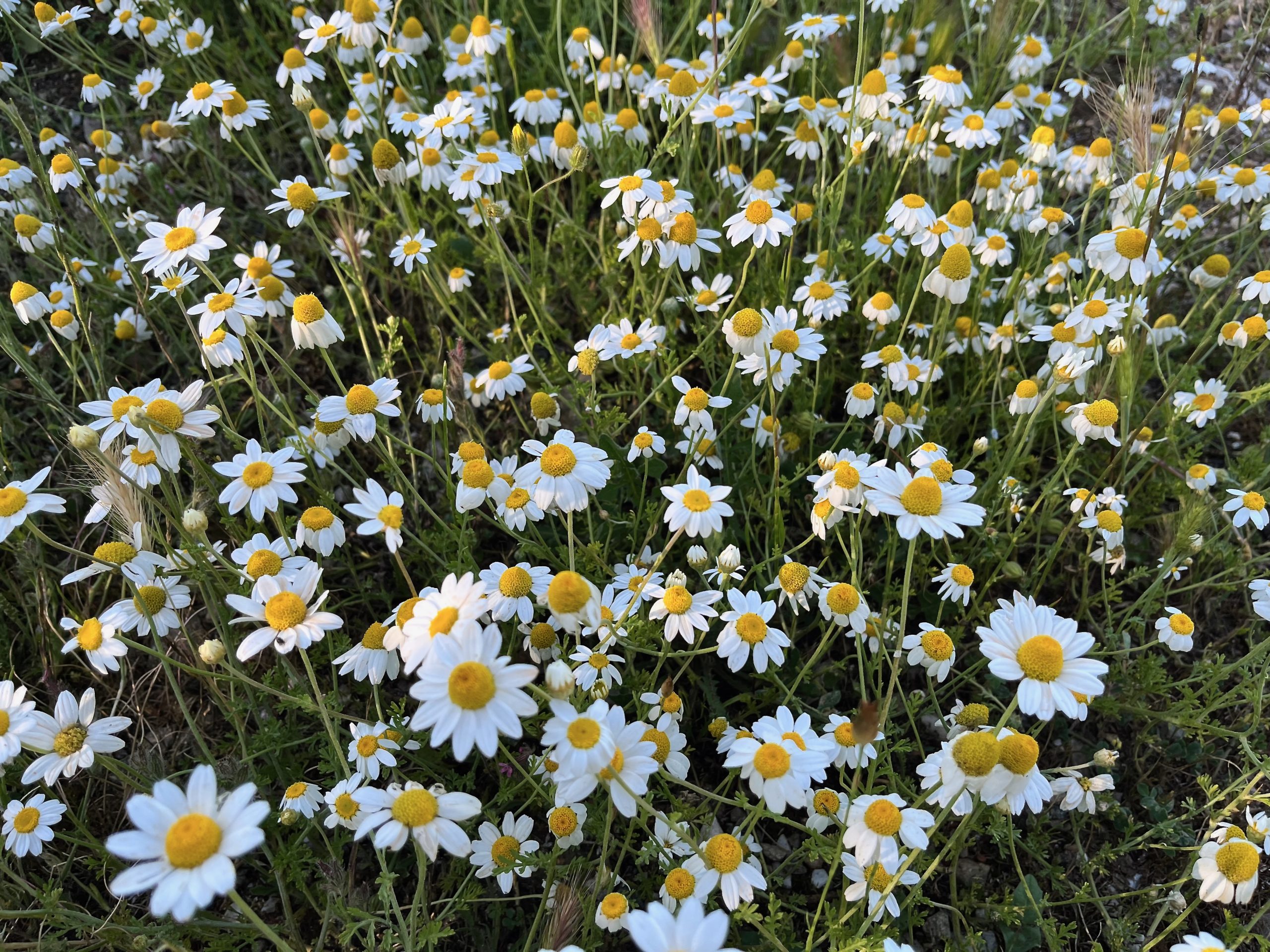 Gänseblümchen als Symbol des Glücks